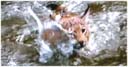 日本のネコに野生猫