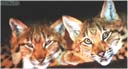 日本のネコに野生猫