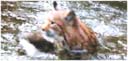 日本のネコに野生猫