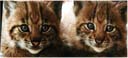日本のネコに野生猫